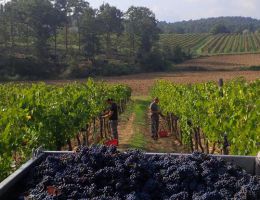 Immagine 2 di CHIANTI SUPERIORE D.O.C.G. BIOLOGICO VILLA MIGLIARINA