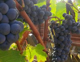 Immagine 3 di CHIANTI SUPERIORE D.O.C.G. BIOLOGICO VILLA MIGLIARINA