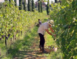 Immagine 2 di QUARTO DI LUNA BIANCO TOSCANA I.G.T.