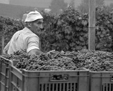 Immagine 1 di ROERO D.O.C.G. RISERVA FILIPPO GALLINO VINI ROERO