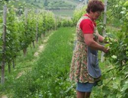 Immagine 2 di ROERO D.O.C.G. RISERVA FILIPPO GALLINO VINI ROERO