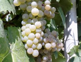 Immagine 4 di ROERO ARNEIS D.O.C.G.