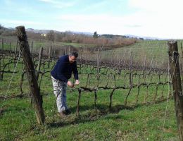 Immagine 2 di CHIANTI CLASSICO D.O.C.G. RISERVA CEPPETO