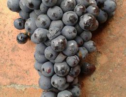 Immagine 3 di CHIANTI CLASSICO D.O.C.G. RISERVA CEPPETO