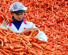 Immagine 1 di CAROTA DELL'ALTOPIANO DEL FUCINO I.G.P.