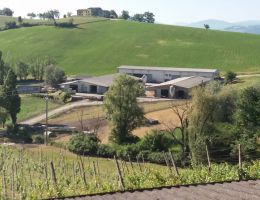 Immagine 2 di PROSCIUTTO CRUDO DI SANTA LUCIA DA SUINO NERO DI PARMA 30 MESI SALUMI SAN PAOLO