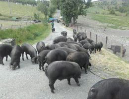 Immagine 4 di PROSCIUTTO CRUDO DI SANTA LUCIA DA SUINO NERO DI PARMA 30 MESI SALUMI SAN PAOLO