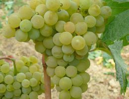 Immagine 2 di ROERO ARNEIS  D.O.C.G. MENELIC