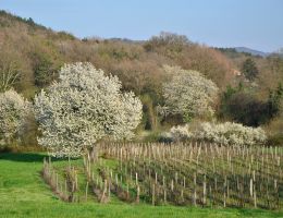 Immagine 3 di KANTE BRUT KK DOSAGGIO ZERO SPUMANTE METODO CLASSICO EDI KANTE VIGNA E VINI