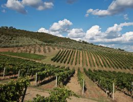 Immagine 2 di CARMIGNANO D.O.C.G. RISERVA VIGNA GRUMARELLO