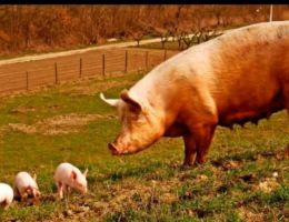 Immagine 3 di SALAME CRUDO E CUCITO AGRI LA CAPANNA