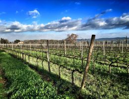 Immagine 2 di MAREMMA TOSCANA I.G.T. SAN CRISTOFORO PETIT VERDOT