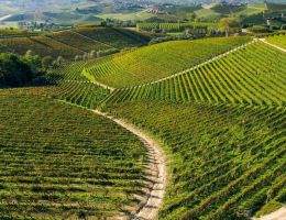 Immagine 4 di BAROLO RISERVA D.O.C.G. BRICCO BOSCHIS VIGNA SAN GIUSEPPE CAVALLOTTO VINI