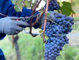 Immagine 5 di BAROLO RISERVA D.O.C.G. BRICCO BOSCHIS VIGNA SAN GIUSEPPE CAVALLOTTO VINI