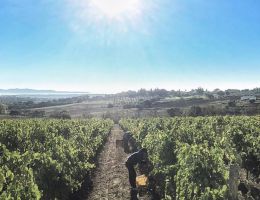 Immagine 4 di GRECHETTO VALDICHIANA TOSCANA D.O.C.