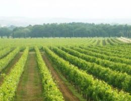 Immagine 2 di MERLOT ROSSO TOSCANA I.G.T. VIGNETO CULUMELLA