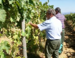 Immagine 4 di MERLOT ROSSO TOSCANA I.G.T. VIGNETO CULUMELLA