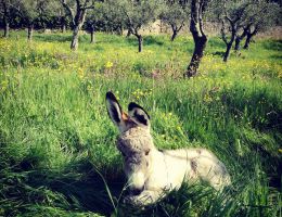 Immagine 2 di ARCIPRESSI ROSSO COLLINE LUCCHESI D.O.C.