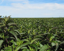 Immagine 1 di LA MENTA DI PANCALIERI D.O.P. AGRI ESSELZIAL MENTA