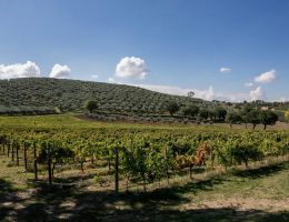 Immagine 3 di MONTEFALCO BIANCO D.O.C.