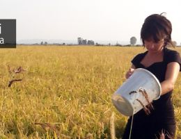 Immagine 1 di RISO  SUPERFINO CARNAROLI