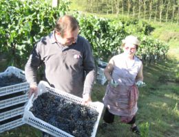 Immagine 2 di BARBERA D'ASTI SUPERIORE D.O.C.G. LA BIGIA LUIGI SPERTINO