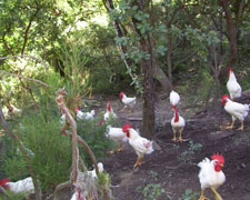 Immagine 1 di Polli Razza Valdarnese Bianca