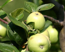Immagine 1 di POM MATAN DI SAN SEBASTIANO DA PO AGRI BORCA SILVIO