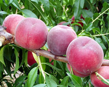 Immagine 1 di PESCA DI BALDISSERO TORINESE I SAPORI DELL'ORTO