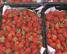 Immagine 1 di FRAGOLE DI SAN RAFFAELE CIMENA AGRI CASCINA CRISTIN