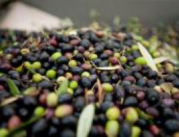 Immagine 2 di OLIO EXTRAVERGINE DI OLIVA DI ALTA QUALITA'  PENDOLINO