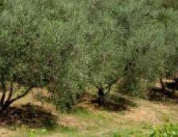 Immagine 3 di OLIO EXTRAVERGINE DI OLIVA DI ALTA QUALITA'  PENDOLINO