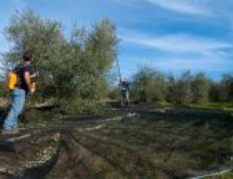 Immagine 4 di OLIO EXTRAVERGINE DI OLIVA DI ALTA QUALITA'  PENDOLINO