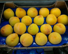 Immagine 2 di PESCA DI LEONFORTE I.G.P.