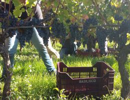 Immagine 2 di AGLIANICO DEL VULTURE SUPERIORE D.O.C.G. CRUÀ BASILISCO