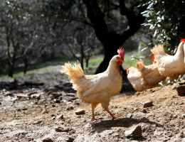 Immagine 3 di UOVO ASSOLUTO DI PAOLO PARISI
