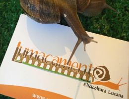 Immagine 1 di ALLEVAMENTO DI LUMACHE