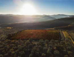 Immagine 3 di AGLIANICO DEL VULTURE ROSSO D.O.C. IL SIGILLO