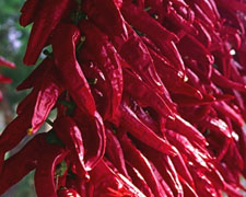 Immagine 2 di PEPERONE DI SENISE I.G.P.