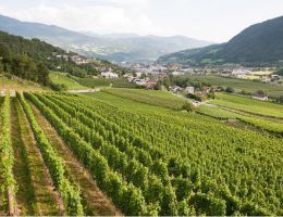 Immagine 5 di A.A. VALLE ISARCO KERNER D.O.C.