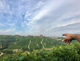 Immagine 4 di BASILICATA AGLIANICO DEL VOULTURE  BIANCO I.G.T. LEUCONOE
