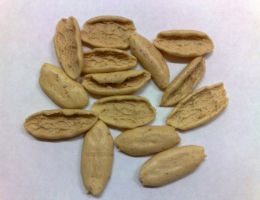 Immagine 1 di PASTA FRESCA MISKIGLIO DELLA LUCANIA