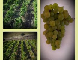 Immagine 2 di BASILICATA BIANCO I.G.T. MORBINO