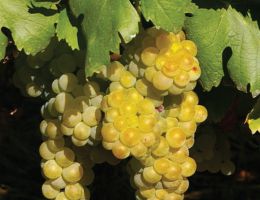 Immagine 4 di BASILICATA BIANCO I.G.T. MORBINO