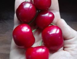 Immagine 1 di CILIEGIA DELLA SABINA ROMANA