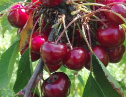 Immagine 2 di CILIEGIA DELLA SABINA ROMANA