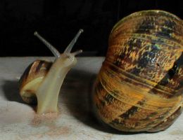 Immagine 1 di LUMACA HELIX ASPERSA LA LUMACA D'AMBAS