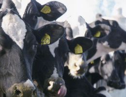 Immagine 5 di PARMIGIANO REGGIANO D.O.P.