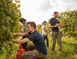 Immagine 2 di ROSSO VENISSA