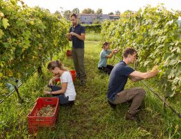 Immagine 5 di ROSSO VENISSA